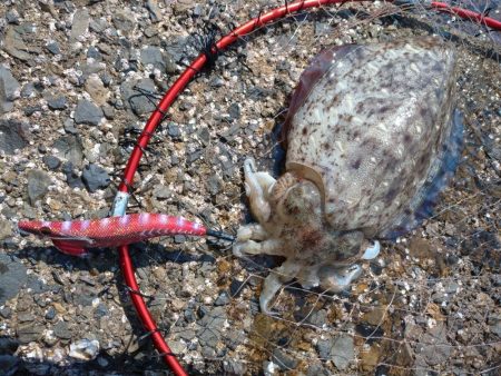 春イカエギング