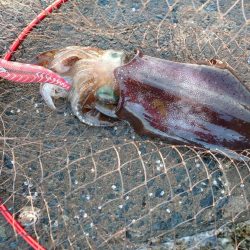 アオリイカエギング好調