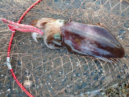 アオリイカエギング好調