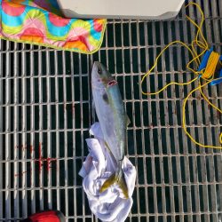 かご釣りで青物