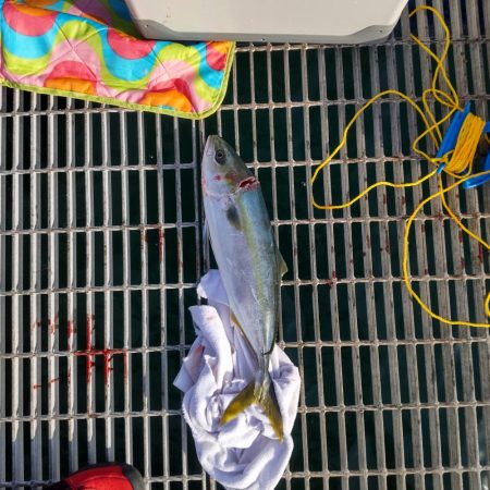 かご釣りで青物