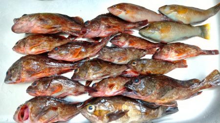 ガシラ、メバル、ベラ