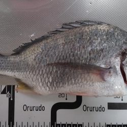 ガシリングのキビレ