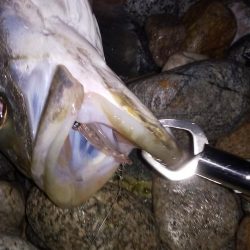 ホタルイカパターン