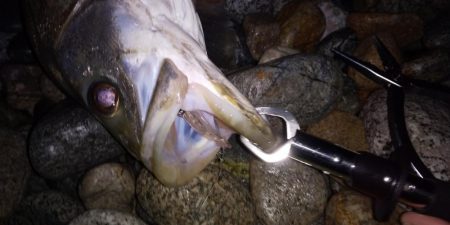 ホタルイカパターン