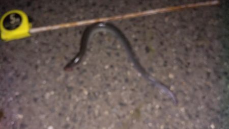 良型ウナギ