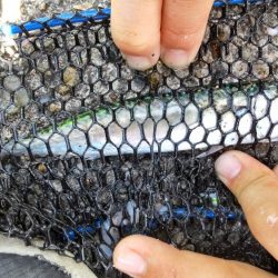 ファミリーフィッシング