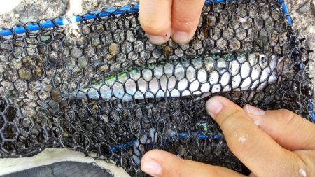 ファミリーフィッシング