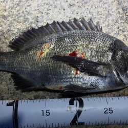 ガシラからのおチヌ様