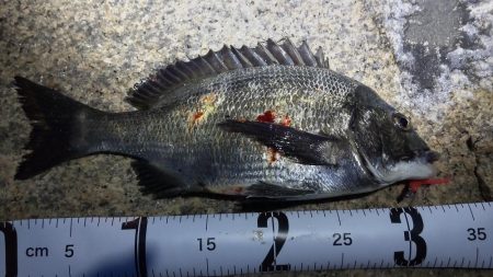 ガシラからのおチヌ様