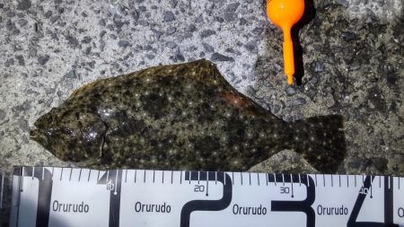 うっかりヒラメが釣れました！