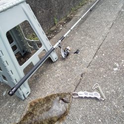 カレイって本当にいたんだ