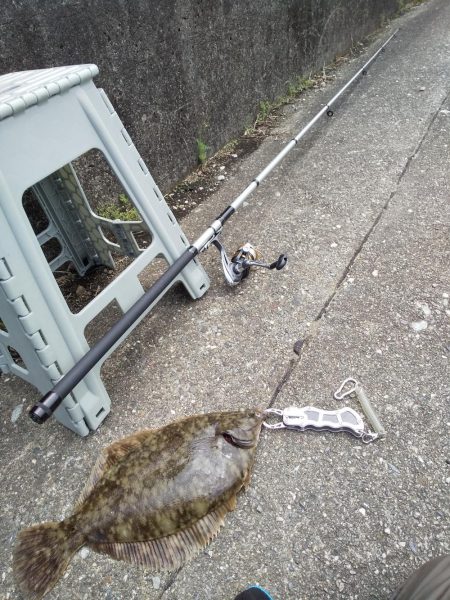 カレイって本当にいたんだ