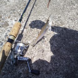 今夜はキスの天ぷら