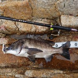 やっと釣れた年無し！