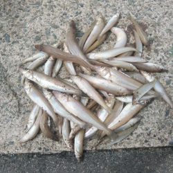 シーズン初の境水道釣行