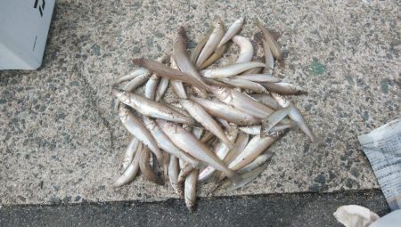 シーズン初の境水道釣行