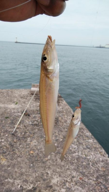 播磨新島のキスが釣れ始めました