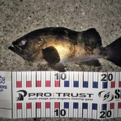 メバル活性高し