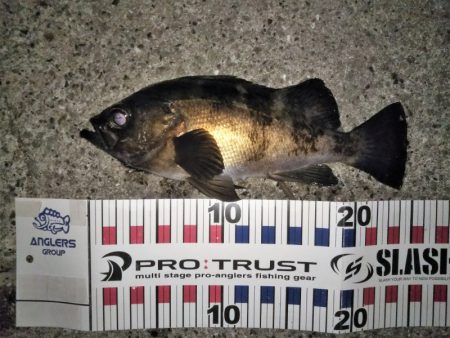 メバル活性高し