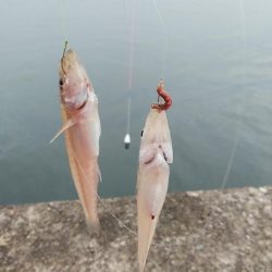 小型キスが沢山釣れました