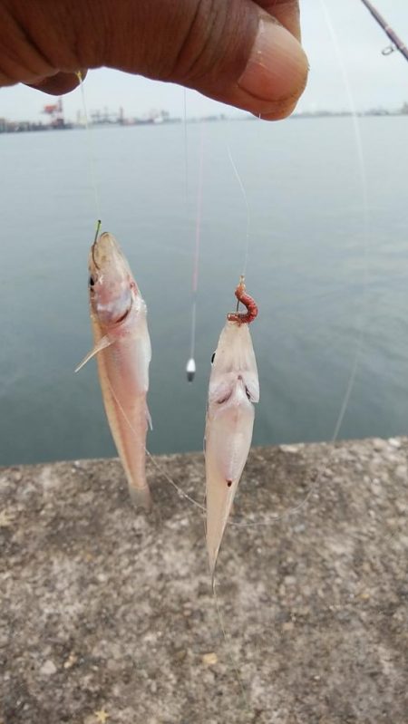 小型キスが沢山釣れました