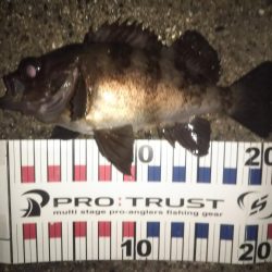 メバル良型4連発