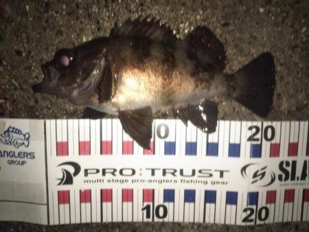 メバル良型4連発