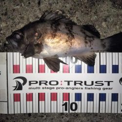 潮止まりのタイミングで連発