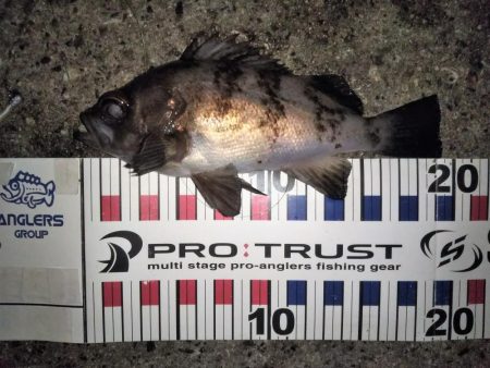 潮止まりのタイミングで連発