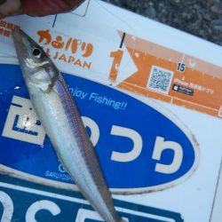 良型キスが釣れません