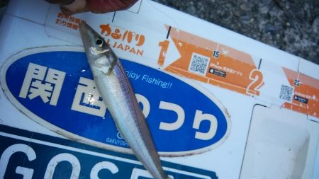 良型キスが釣れません