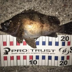 メバル&コウイカ