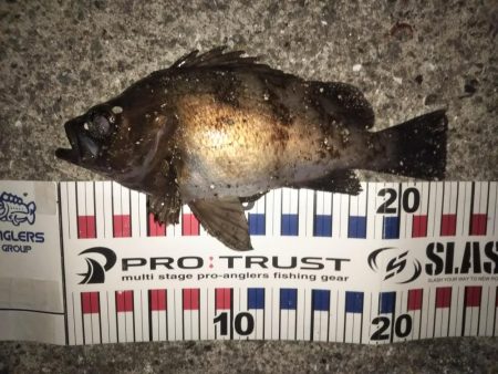 メバル&コウイカ