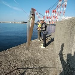 播磨新島のキス釣査