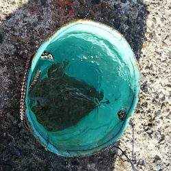 更に厳しい播磨新島のキス