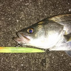 今年初シーバス