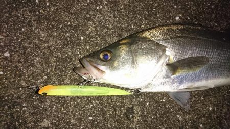 今年初シーバス