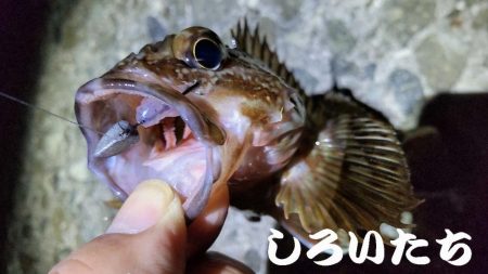 広く探ってきました。