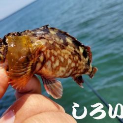 狙いのチヌは不発。