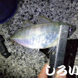 アジのウキ釣りに