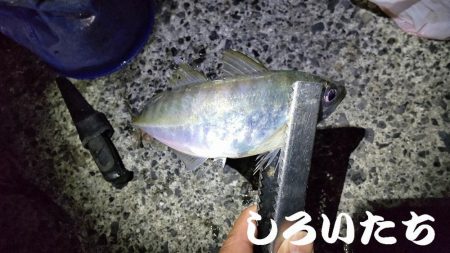 アジのウキ釣りに