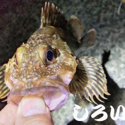 アジはいなかったのでガシラ狙い。