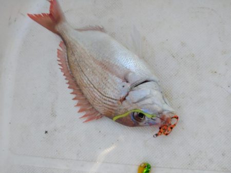 ノッコミ真鯛タイラバ