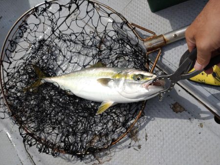 青物はどこに？