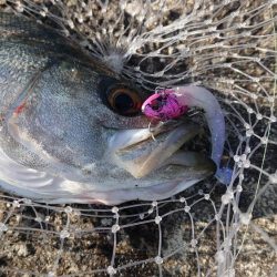 イワシ大量発生