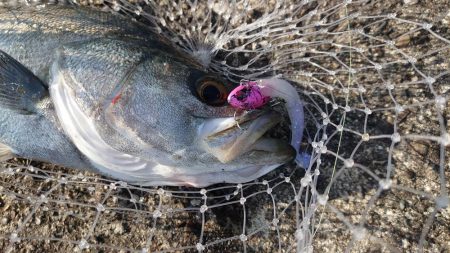 イワシ大量発生