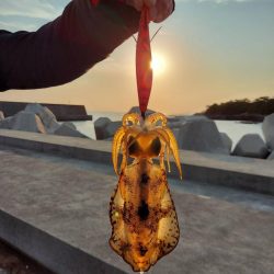 GW遠征エギング鹿児島