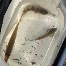 ちょい投げ釣りファミリーフィッシング