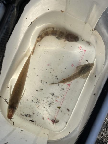 ちょい投げ釣りファミリーフィッシング